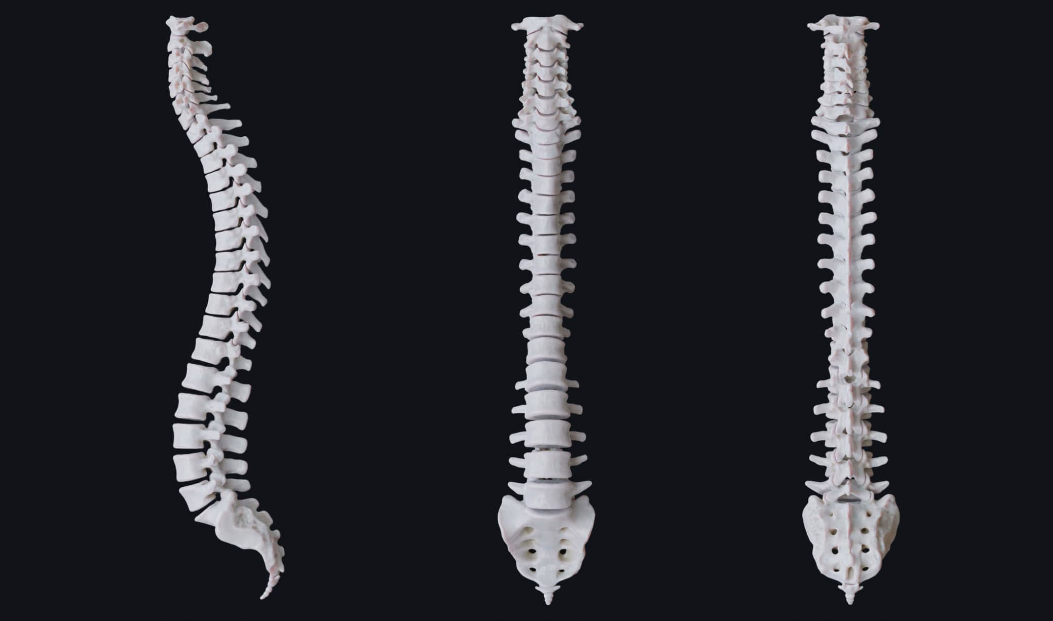 Анатомія міжхребцевих дисків